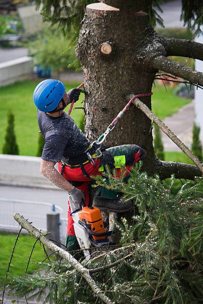 Best Grass Overseeding  in Millvale, PA