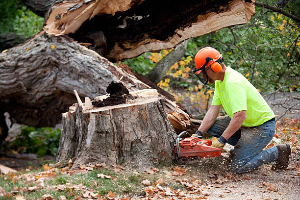 Best Tree Mulching  in Millvale, PA