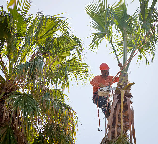 How Our Tree Care Process Works  in  Millvale, PA